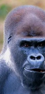 Close-up of a gorilla with a serene and powerful expression.