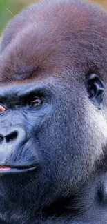 Close-up of a majestic gorilla with a natural background.