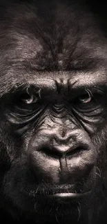 Close-up of a gorilla's intense gaze in dark shades.