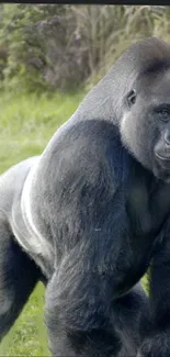 Majestic gorilla standing in a lush green jungle setting.