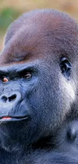 Close-up image of a majestic gorilla for mobile wallpaper.