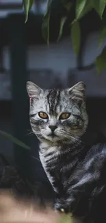 Majestic gray cat with golden eyes in nature.