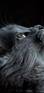 Majestic gray cat looking upwards with detailed fur texture on mobile wallpaper.