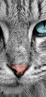 Gray cat with striking blue eyes, close-up portrait.