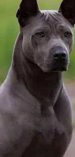 Majestic gray dog with serene expression in a natural setting.