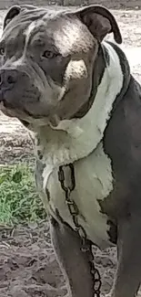 Majestic gray dog in natural setting with soft light and shadow.