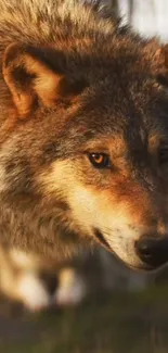 Close-up of a majestic gray wolf in a natural setting.