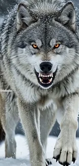 Majestic gray wolf prowling in snowy landscape.