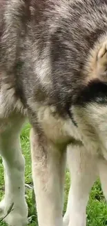 Close-up of a majestic gray wolf in lush green grass.