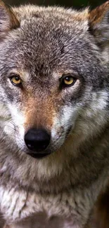 Close-up of a majestic gray wolf with piercing eyes in forest setting.