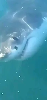 Great White Shark underwater in blue ocean.