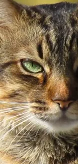 Close-up of a green-eyed cat with intricate fur patterns.