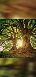 Majestic green trees with sunlight filtering through the forest canopy.