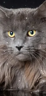 Majestic grey cat with yellow eyes against a dark background.