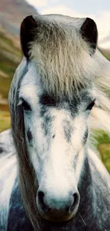 Majestic grey horse in a mountain landscape mobile wallpaper.