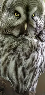 Close-up of a majestic grey owl with piercing yellow eyes.