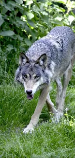 Grey wolf walking through lush green forest.