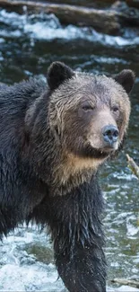 Grizzly bear standing in a flowing river surrounded by nature.