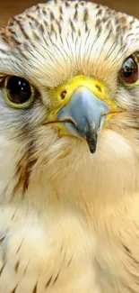 Close-up of a majestic hawk's face with detailed plumage and fierce eyes.