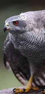 Close-up of a majestic hawk showcasing its intense gaze and intricate feathers.