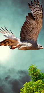 Hawk soaring above green foliage with a cloudy sky backdrop.