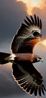 Hawk soaring through dramatic, colorful sky in mobile wallpaper.