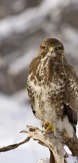 Majestic hawk perched on snowy branch in a serene winter landscape.