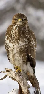 Hawk perched on snowy branch in winter scene.