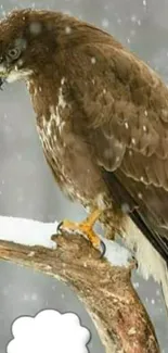 Majestic hawk perched on snowy branch, winter scene.