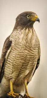 Majestic hawk perched on branch with soft grey background.