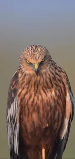 A close-up of a majestic hawk with detailed feathers on a serene mobile wallpaper.