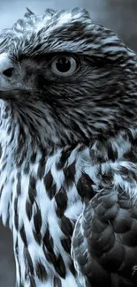 Grayscale image of a majestic hawk with intricate feather details.