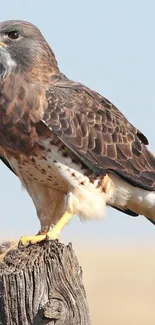 A majestic hawk perched on a tree trunk against a clear sky background.