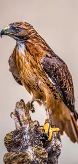 Hawk perched on a branch with detailed feathers, set against a neutral background.