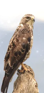 Majestic hawk perched on a wooden branch with mountain backdrop.