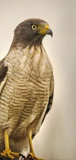 Majestic hawk perched calmly on a post with a blurred beige background.