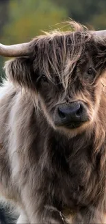 Majestic Highland cattle in a green field with a serene backdrop.