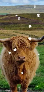 Highland cow with long horns in a green field under blue sky.