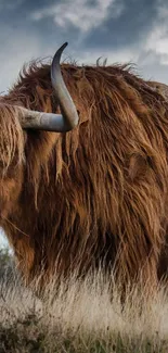 Majestic Highland cow standing in the open field beneath a cloudy sky.