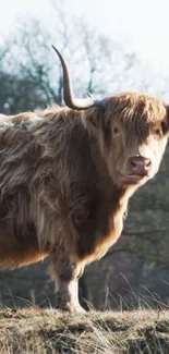 Majestic Highland cow with brown shaggy coat and long horns in natural setting.