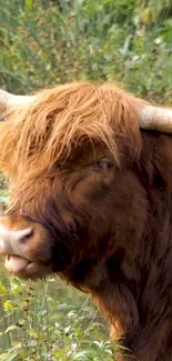 Majestic Highland cow in a lush green landscape, showcasing natural beauty.