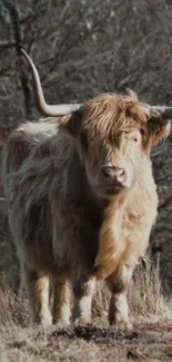 Highland cow in a rustic natural setting, exuding serenity.