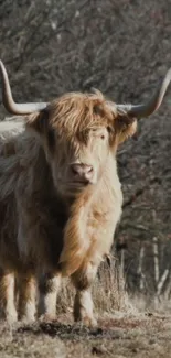 Majestic Highland cow in forest setting.