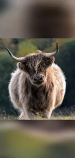 Majestic highland cow stands in a serene natural setting, showcasing rustic beauty.