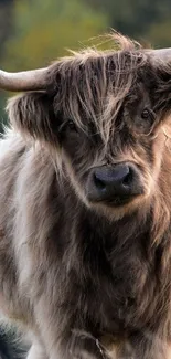 Majestic Highland cow standing in a grassy field with lush greenery.