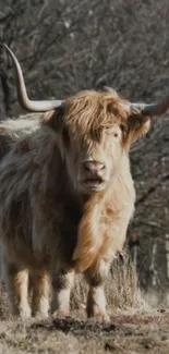 Highland cow standing in a grassy field, framed by trees.