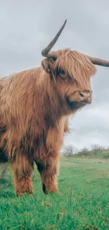 Highland cow standing in a grassy field with a cloudy sky.