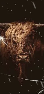 Majestic highland cow with dark brown fur and horns on a black background.