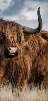 Highland cow with long brown fur standing in a field.