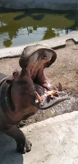 Hippopotamus showing open mouth in natural setting.